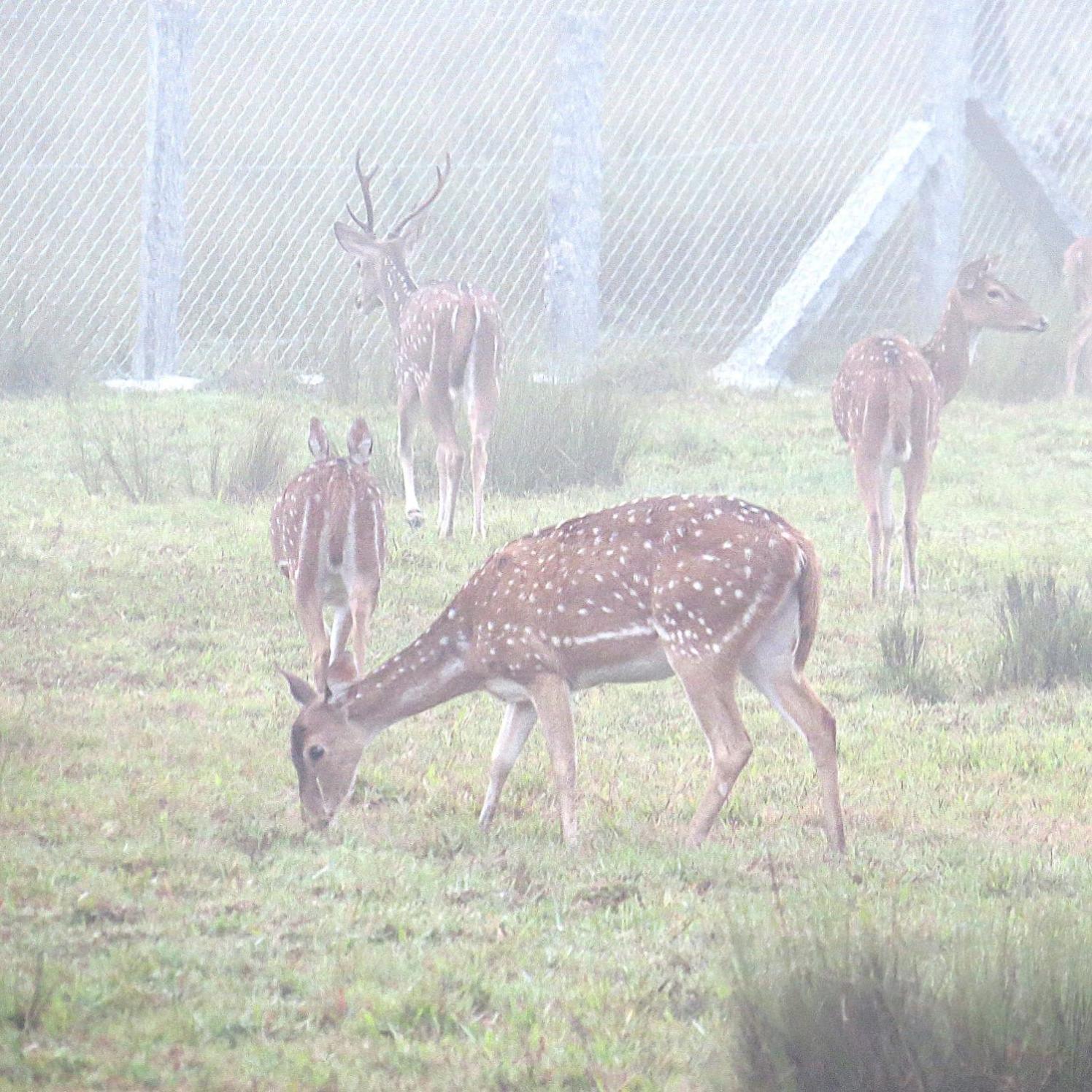 Willa The Deer Meadows Mudumalai Zewnętrze zdjęcie